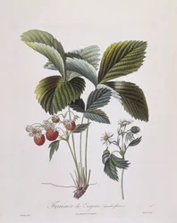 Virginia Strawberry (Fragaria virginiana), Henry Louis Duhamel du Monceau, botanisk tallerken av Pierre Antoine Poiteau