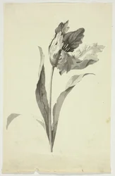 Tulipan