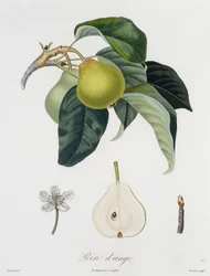 Poire d'ange, gravert av Bocourt, utgitt 1755 (fargegravering)