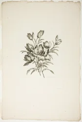 Bukett med tulipaner, fra samling av forskjellige blomsterbuketter, oppfunnet og tegnet av Jean Pillement og gravert av P. C. Canot