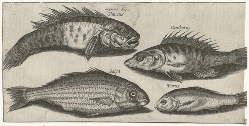 Bockfish, abbor, kutling og en ukjent fisk Fiske (serietittel) Piscivm vivae-ikoner (serietittel)