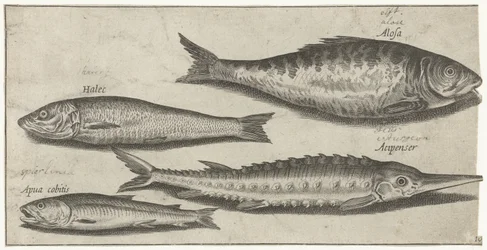 Shad, stør, smelte og en sild Fiske (serietittel) Piscium vivae-ikoner (serietittel)