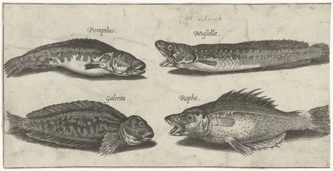Gaffeltorsk, havabbor, hornet slimfisk og en svart fisk; Fisker (serietittel); Piscivm vivae icones (serietittel)