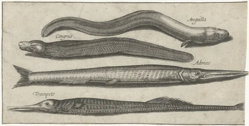 Garfish, pipefish, ål og en ål Fiske (serietittel) Piscium vivae-ikoner (serietittel)