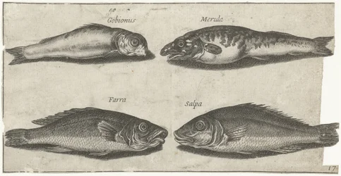Kutling, bogo, hvitting og en annen fisk Fiske (serietittel) Piscivm vivae-ikoner (serietittel)