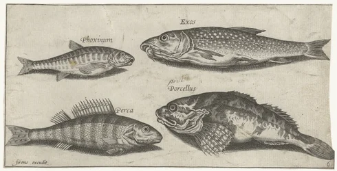 Karpe, ørekyte, steinbit og en abbor Fiske (serietittel) Piscium vivae-ikoner (serietittel)