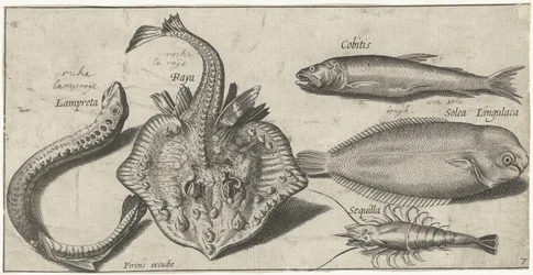 Rokke, sjølamprey, reker og to andre fisker Fiske (serietittel) Piscivm vivae-ikoner (serietittel)
