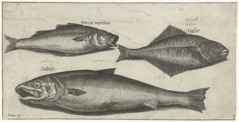 Havabbor, tunge og en laks Fisk (serietittel) Piscivm vivae-ikoner (serietittel)