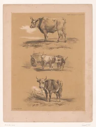 Tre studier av okser og oksevogn Dyrestudier av Cooper (serietittel) Études d'Animaux de Cooper (serietittel på objekt)