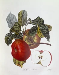 Eple "Belle du Havre", Henry Louis Duhamel du Monceau, botanisk tallerken av Pierre Jean Francois Turpin