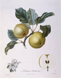 Eple "Pomme d'Astracan" Henry Louis Duhamel du Monceau, botanisk tallerken av Pierre Jean Francois Turpin