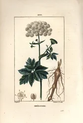 Benzoin eller imperatoire - Masterwort, Imperatoria ostruthium, med blomst, blad og rot. Håndfarget kobberstikk av Lambert Junior fra en tegning av Pierre Jean-Francois Turpin fra Chaumeton, Poiret og Chamberets "" La Flore Medicale,