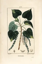 Svartpoppel, Populus nigra, med blad, stilk og frø. Håndkolorert prikket kobberstikk av Lambert Junior etter en tegning av Pierre Jean-François Turpin fra Chaumeton, Poiret og Chamberets “La Flore Médicale”, Paris, Panckoucke