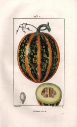 Botanisk: gresskar - Gresskar, frø og snitt gjennom frukt, gresskar, Cucurbita pepo. Håndfarget kobberstikk av Lambert fra en tegning av Pierre Jean-Francois Turpin fra Chaumeton, Poiret et Chamberets "" La Flore Medicale,"" Paris,