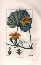 Botanisk: squashblomst - Gresskarblomst, blad og vinranke, gresskar, Cucurbita pepo. Håndkolorert kobberstikk av Lambert fra en tegning av Pierre Jean-Francois Turpin fra Chaumeton, Poiret et Chamberets "" La Flore Medicale,"" Paris, Panc