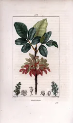 Botanikk: "" Pistasj, gren og frukt (pistasjnøttetre, Pistacia vera, med gren, blader, modne frukter. Håndfarget kobberstikk av Lambert Junior etter en tegning av Pierre Jean-Francois Turpin fra Chaumeton, Poiret et Chamberets ""