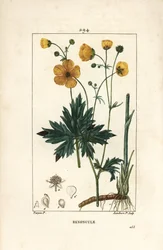 Smørblomst - Oppreist kråkefot, Ranunculus acris, med blomst, blad, stilk og rot. Håndfarget kobberstikk av Lambert Junior fra en tegning av Pierre Jean-Francois Turpin fra Chaumeton, Poiret og Chamberets "" La Flore Medicale,"" Pa