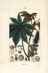 Castoroljeplante eller ricinus, Ricinus communis (Ricinus vulgaris), med blad, blomst, stilk og frø. Håndfarget kobberstikk av Lambert Junior fra en tegning av Pierre Jean-Francois Turpin fra Chaumeton, Poiret og Chamberets "" La Flo