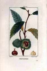 Kastanjegren med frukt (kastanje) - Søt kastanjetre, Castanea sylvestris. Håndfarget kobberstikk av Lambert Junior fra en tegning av Pierre Jean-Francois Turpin fra Chaumeton, Poiret et Chamberets "" La Flore Medicale,"" Paris