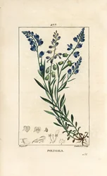 Vanlig melkeurt - Melkeurt, Polygala vulgaris, med blomst, blad, stilk og rot. Håndfarget kobberstikk av Lambert Junior fra en tegning av Pierre Jean-Francois Turpin fra Chaumeton, Poiret og Chamberets "" La Flore Medicale,"" Pari
