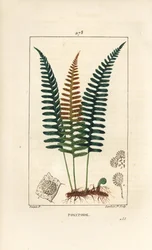 Vanlig polypod - Polypod bregne, Polypodium vulgare, med blad, frø og rot. Håndfarget kobberstikk av Lambert Junior fra en tegning av Pierre Jean-Francois Turpin fra Chaumeton, Poiret og Chamberets "" La Flore Medicale,"" Paris, P