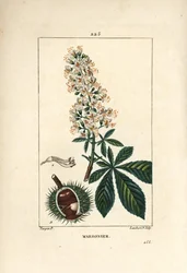 Vanlig kastanje, kastanje eller hvit kastanje - Hestekastanje, Aesculus hippocastanum. Håndfarget kobberstikk av Lambert Junior fra en tegning av Pierre Jean-Francois Turpin fra Chaumeton, Poiret og Chamberets "" La Flore Medicale,"" P