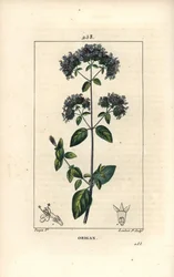 Vanlig oregano, også kalt villmerian - Oregano eller villmerian, Origanum vulgare, med blomst, blad, stilk og frø. Håndfarget stiplet kobberstikk av Lambert Junior etter en tegning av Pierre Jean-Francois Turpin fra Chaumeton, Poiret og