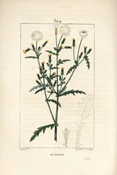 Vanlig senekon - Vanlig jordsel, Senecio vulgaris, med blomst, blad, frø, stilk og bladomriss. Håndfarget kobberstikk av Lambert Junior fra en tegning av Pierre Jean-Francois Turpin fra Chaumeton, Poiret og Chamberets "" La F