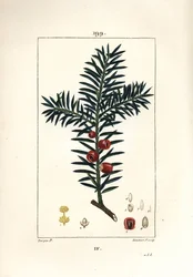 Vanlig barlind eller barlind a bær - Barlind, Taxus baccata. Håndfarget kobberstikk av Lambert Junior fra en tegning av Pierre Jean-Francois Turpin fra Chaumeton, Poiret og Chamberets "" La Flore Medicale,"" Paris, Panckoucke