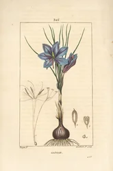 Krokus - Safrankrokus, Crocus sativus, viser blomst, blad, stilk, løk og stigma. Håndfarget kobberstikk av Lambert Junior fra en tegning av Pierre Jean-Francois Turpin fra Chaumeton, Poiret og Chamberets "" La Flore Medicale,""
