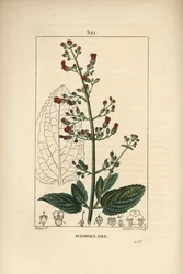 Øre-scrofulary - vannfikenurt, Scrophularia aquatica, med blomst, blad, stilk, frø og bladomriss. Håndfarget kobberstikk av Lambert Junior fra en tegning av Pierre Jean-Francois Turpin fra Chaumeton, Poiret og Chamberets "" La F