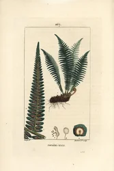 Fergere hann - Hannskjoldbregne, Dryopteris filix-mas. Håndfarget kobberstikk av Lambert Junior fra en tegning av Pierre Jean-Francois Turpin fra Chaumeton, Poiret et Chamberets "" La Flore Medicale,"" Paris, Panckoucke