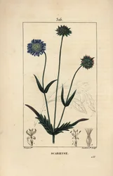 Feltknautie eller åkerskabb - Åkerskabb, Knautia arvensis, med blomst, blad, stilk, frø og bladomriss. Håndfarget kobberstikk av Lambert Junior etter en tegning av Pierre Jean-Francois Turpin fra Chaumeton, Poiret og Cham
