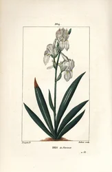 Florentinsk iris, Firenze Iris - Florentinsk iris, Iris florentina, blomst og blad. Håndkolorert kobberstikk av Dubois fra en tegning av Pierre Jean-Francois Turpin fra Chaumeton, Poiret og Chamberets "" La Flore Medicale,"" Paris, Pan