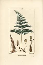 Fougere Aigle ou Grande Fougere - Kvinnebregne eller brakke, Pteridium aquilinum. Håndfarget kobberstikk av Lambert Junior fra en tegning av Pierre Jean-Francois Turpin fra Chaumeton, Poiret et Chamberets "" La Flore Medicale,"" Paris, P