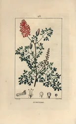 Fumeterre officinale eller Foot de Celine - Fumitory, Fumaria officinalis, som viser blomster, blader og frø. Håndfarget kobberstikk av Lambert Junior fra en tegning av Pierre Jean-Francois Turpin fra Chaumeton, Poiret et Chamberets "" L