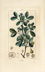 Gaiac eller hellig tre, livets tre - Guaiacum, Guajacum officinale. Håndfarget kobberstikk av Lambert Junior fra en tegning av Pierre Jean-Francois Turpin fra Chaumeton, Poiret og Chamberets "" La Flore Medicale,"" Paris, Panckoucke