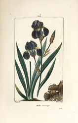 Tysk iris eller hageiris - Blå blomst de luce, Iris germanica, blad, blomst og rot. Håndkolorert kobberstikk av Dubois fra en tegning av Pierre Jean-Francois Turpin fra Chaumeton, Poiret og Chamberets "" La Flore Medicale,"" Paris