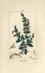 Germandree petit oak - Germander, Teucrium chamaedrys. Håndfarget kobberstikk av Lambert Junior fra en tegning av Pierre Jean-Francois Turpin fra Chaumeton, Poiret og Chamberets "" La Flore Medicale,"" Paris, Panckoucke