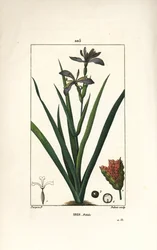Iris fetide eller iris leg, stinking iris - Stinking iris, Iris foetida, med blomst, blad og frøkapsel. Håndkolorert kobberstikk av Dubois fra en tegning av Pierre Jean-Francois Turpin fra Chaumeton, Poiret og Chamberets "" La Flore Medi