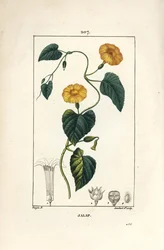 Jalap, Convolvulus jalappa. Håndfarget kobberstikk av Lambert Junior fra en tegning av Pierre Jean-Francois Turpin fra Chaumeton, Poiret og Chamberets "" La Flore Medicale,"" Paris, Panckoucke