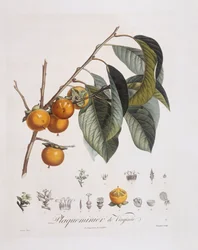 Japansk persimmon eller kaki (Diospyros kaki), Henry Louis Duhamel du Monceau, botanisk tallerken av Pierre Jean Francois Turpin