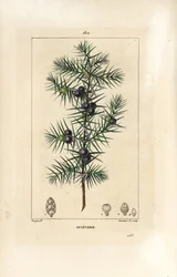 Einertre, Juniperus vulgaris, viser blad, bær og stilk. Håndfarget kobberstikk av Lambert Junior fra en tegning av Pierre Jean-Francois Turpin fra Chaumeton, Poiret og Chamberets "" La Flore Medicale,"" Paris, Panckoucke