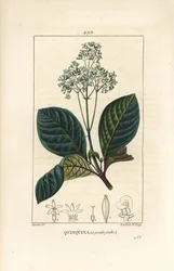 Ladenbergia oblongifolia (Cinchona magnifolia), med blomst, gren, blad og frø. Håndfarget kobberstikk av Lambert Junior fra en tegning av Pierre Jean-Francois Turpin fra Chaumeton, Poiret og Chamberets "" La Flore Medicale,"" Pa