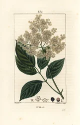 Stor hyllebær eller svart hyllebær - Vanlig hylletre, Sambucus nigra. Håndfarget kobberstikk av Lambert Junior fra en tegning av Pierre Jean-Francois Turpin fra Chaumeton, Poiret og Chamberets "" La Flore Medicale,"" Paris, Panck