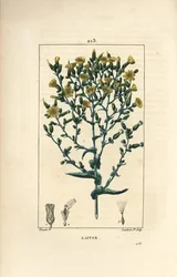 Salat - Salat, Lactuca sativa. Håndfarget kobberstikk av Lambert Junior fra en tegning av Pierre Jean-Francois Turpin fra Chaumeton, Poiret og Chamberets "" La Flore Medicale,"" Paris, Panckoucke