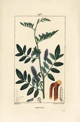 Lakris eller lakris, Glycyrrhiza glabra, med blomst, blad, bark, treaktig gren og frø. Håndfarget kobberstikk av Lambert Junior fra en tegning av Pierre Jean-Francois Turpin fra Chaumeton, Poiret og Chamberets "" La Flore Medical