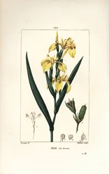 Marsh Iris eller Water Yellow Iris - Gul iris, Iris palustris lutea, blomst, blad og frøbelg. Håndfarget kobberstikk av Lambert Junior fra en tegning av Pierre Jean-Francois Turpin fra Chaumeton, Poiret og Chamberets "" La Flore Me