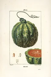 Melon, frukt - Melon, Cucumis melo, med frukt i seksjon. Håndfarget kobberstikk av Lambert Junior fra en tegning av Pierre Jean-Francois Turpin fra Chaumeton, Poiret og Chamberets "" La Flore Medicale,"" Paris, Panckoucke