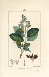 Michurago eller fruta de mono, Ladenbergia macrocarpa (Cinchona ovalifolia), med blomst, blad, stilk og frø. Håndkolorert kobberstikk av Lambert Junior fra en tegning av Pierre Jean-Francois Turpin fra Chaumeton, Poiret og Chamberets "